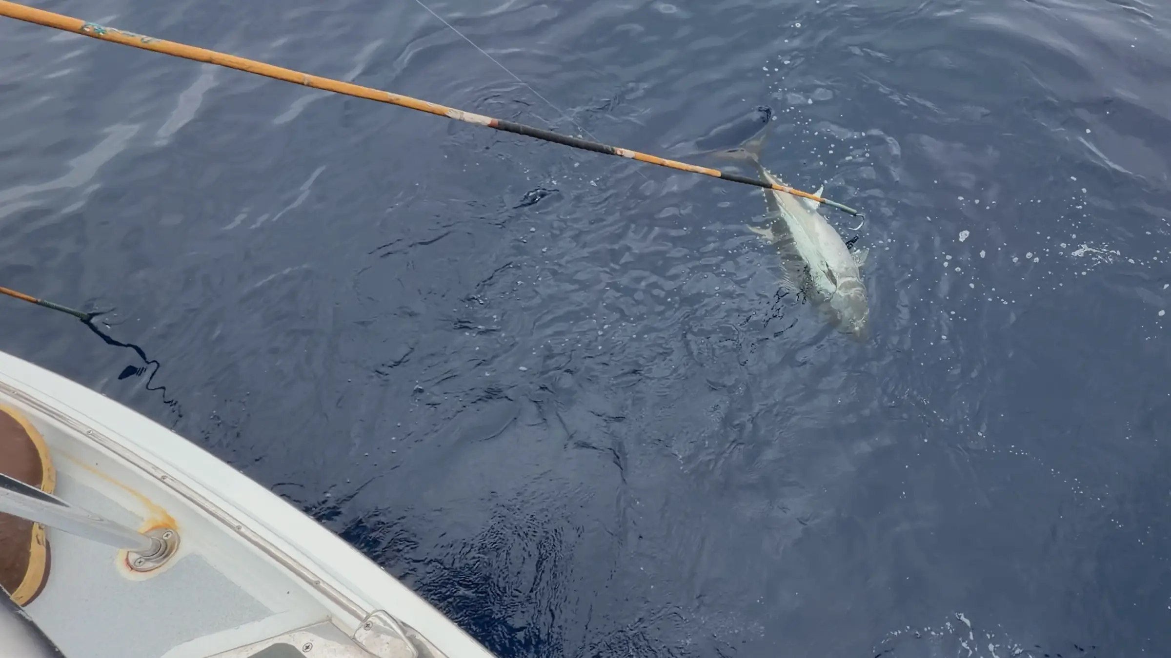 A tuna at the gaff beside the boat in deep blue water